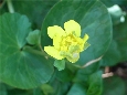 RIMG0108.jpg